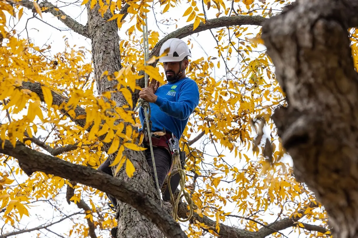 Skilled Tree Transplanting crew working in Connersville